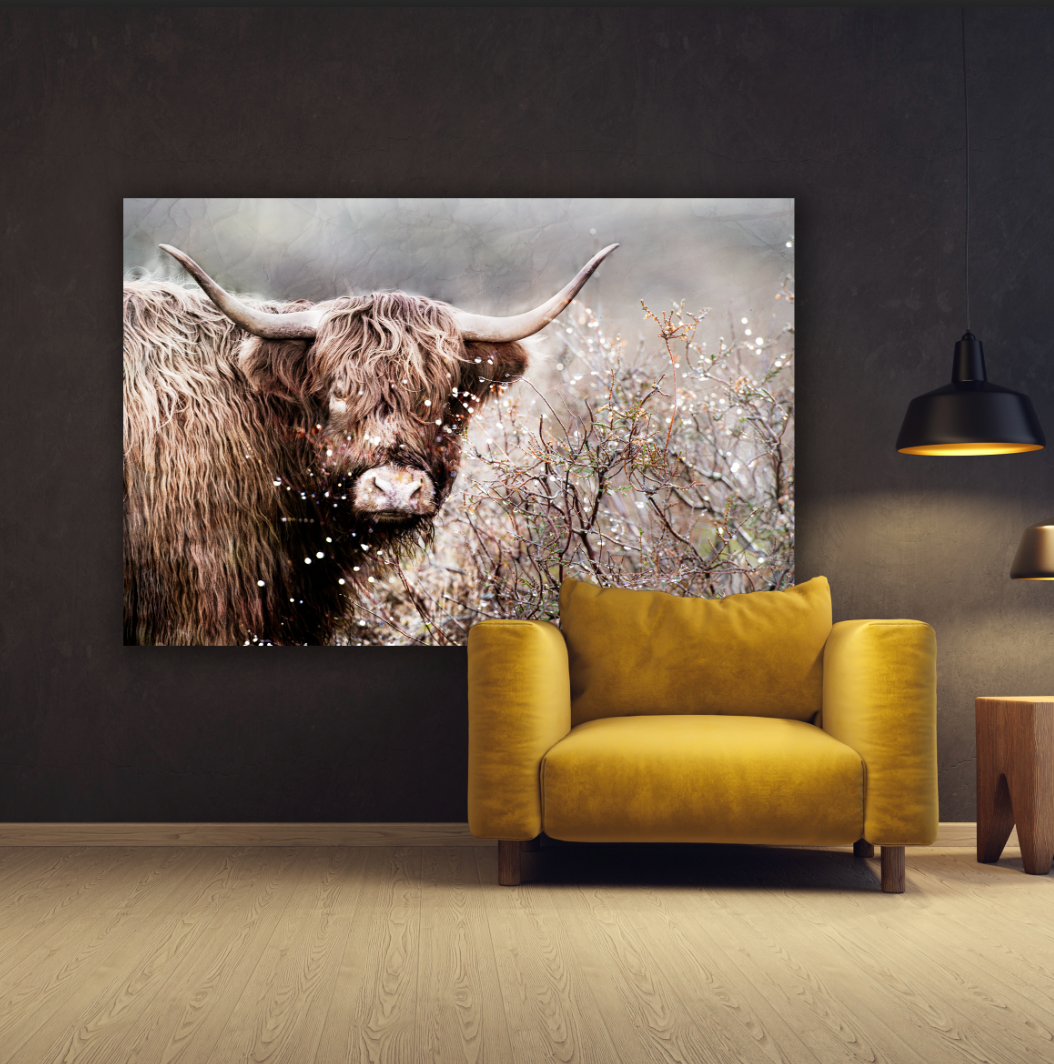 Schotse Hooglander in de Gasterse Duinen (Drenthe) - Gallery 22