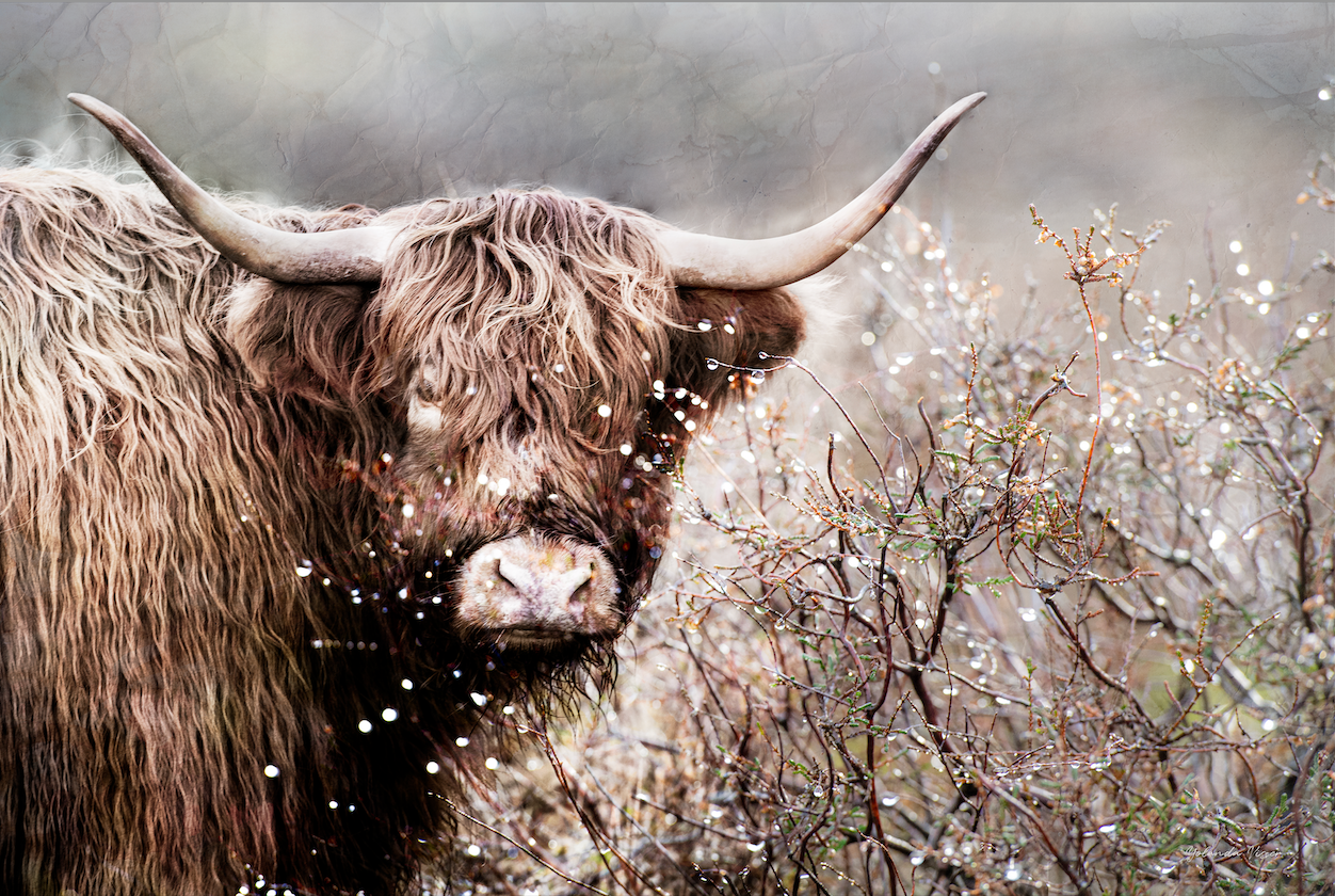 Schotse Hooglander in de Gasterse Duinen (Drenthe) - Gallery 22
