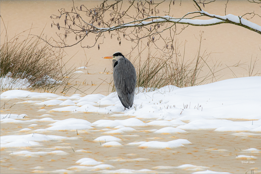 Reiger in het Asserbos - Gallery 22