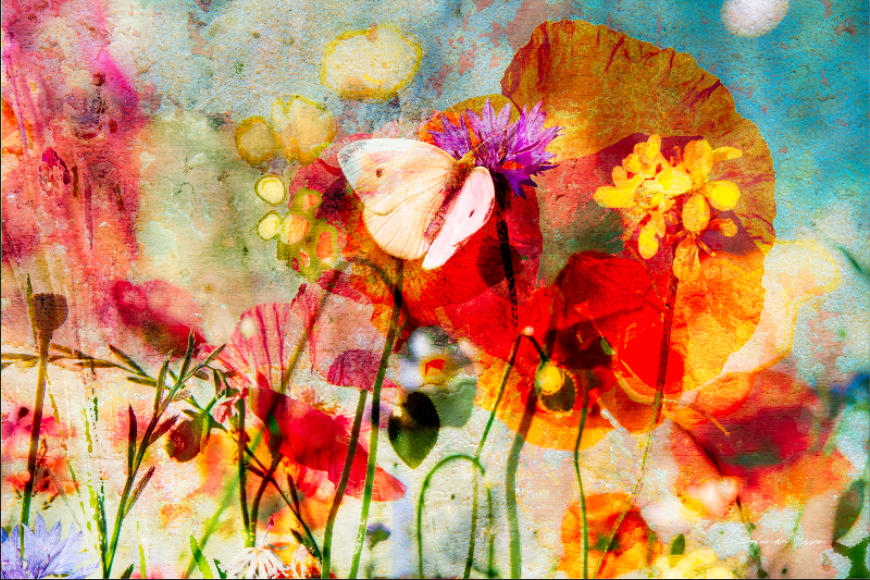 Smell of Summer - Gallery 22