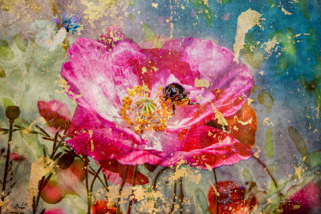 The Poppy & the Bumblebee - Gallery 22