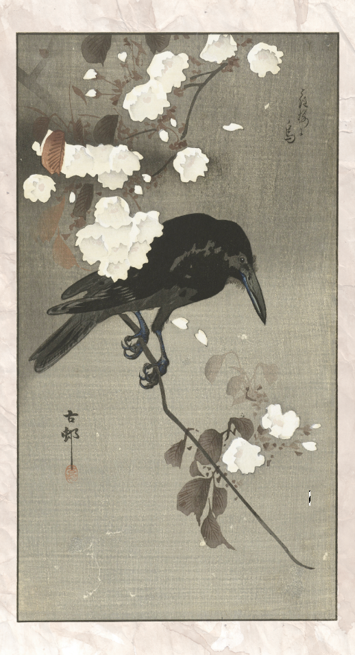 Witte bloesem en zwarte raaf -Koson - Gallery 22