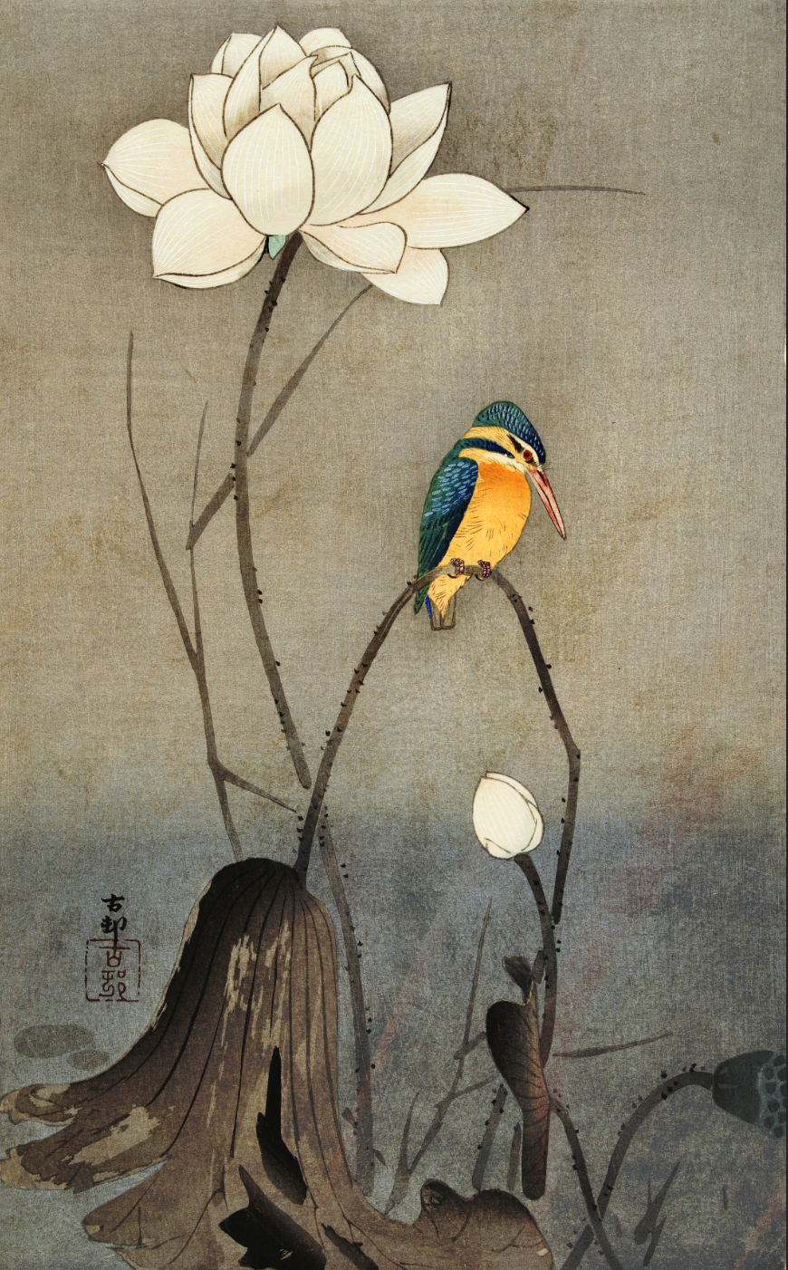 IJsvogel - Koson