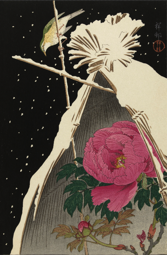 Pioenroos Sneeuw - Koson - Gallery 22