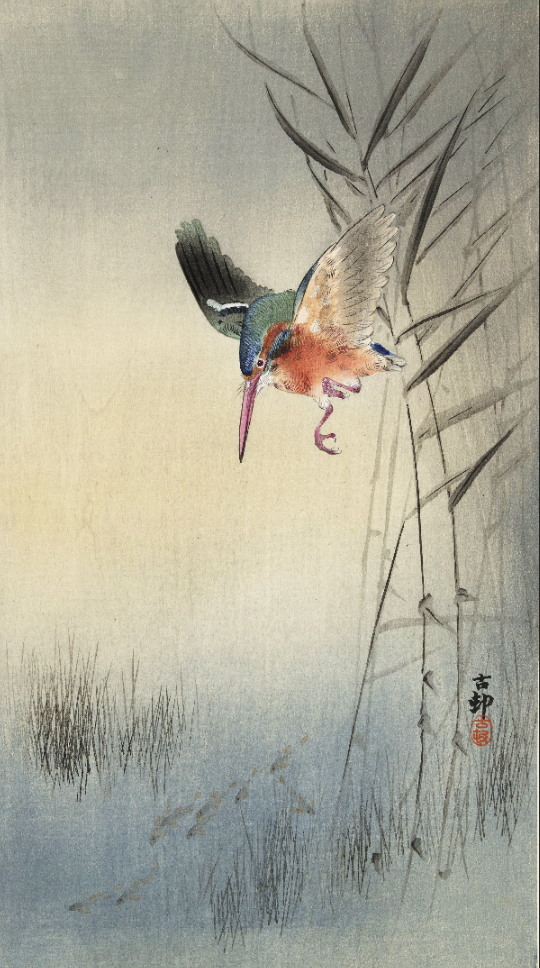 Kingfisher - Koson