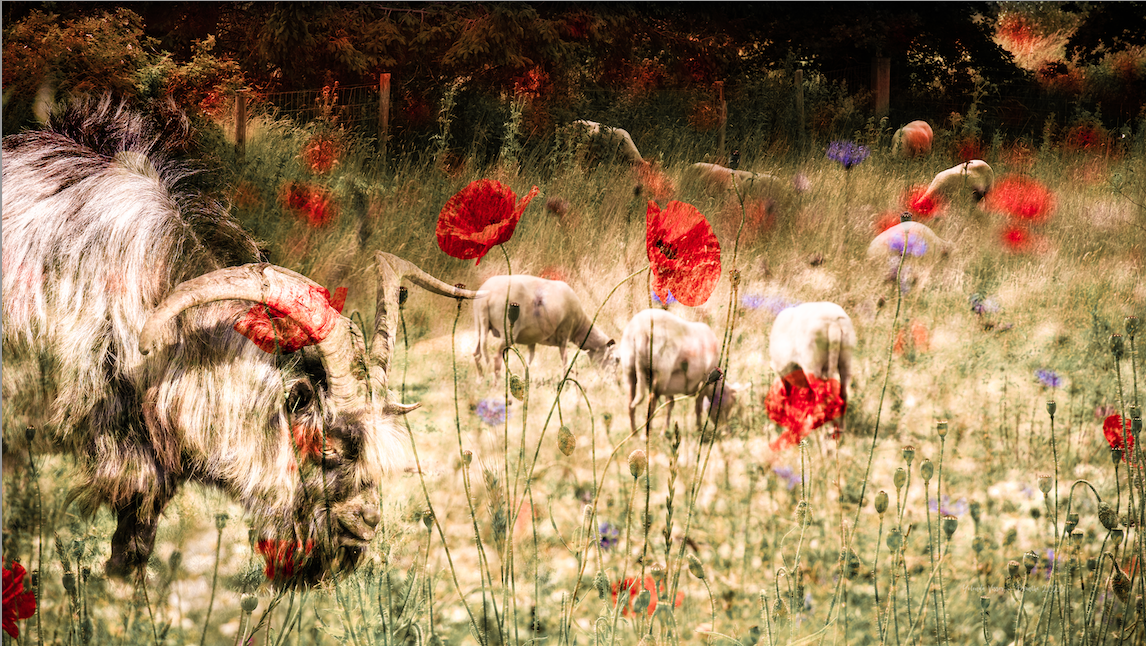 Schapen in Drenthe - Gallery 22