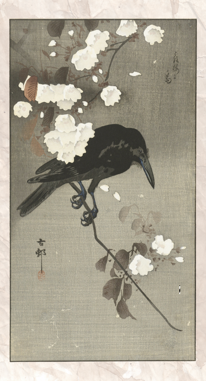 Witte bloesem en zwarte raaf -Koson - Gallery 22